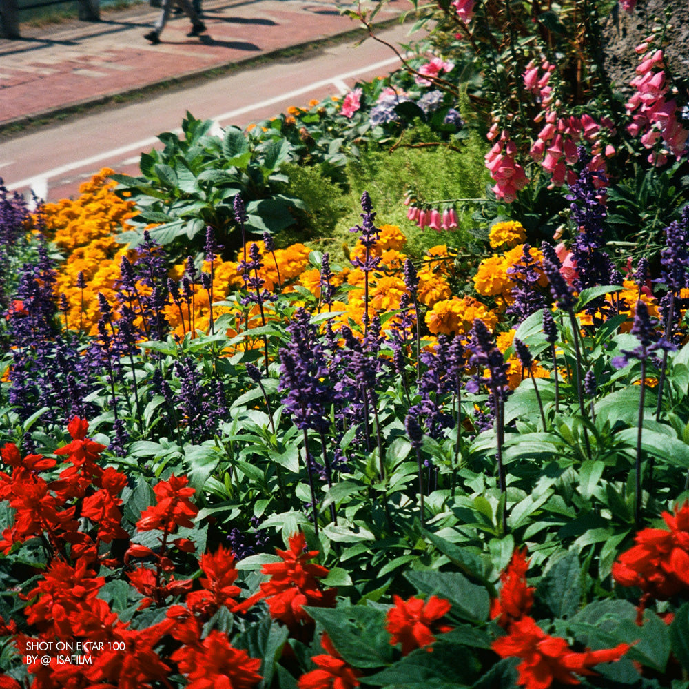Ektar 100 35mm