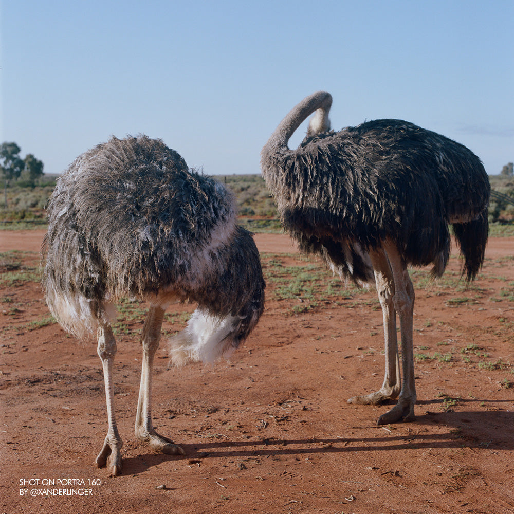 Kodak Portra 160 35mm