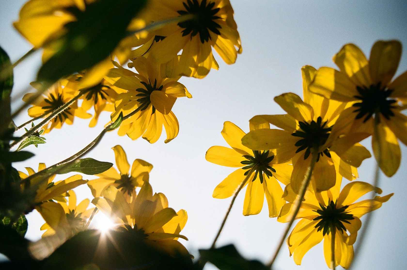 Kodak Kodacolor 100 35mm