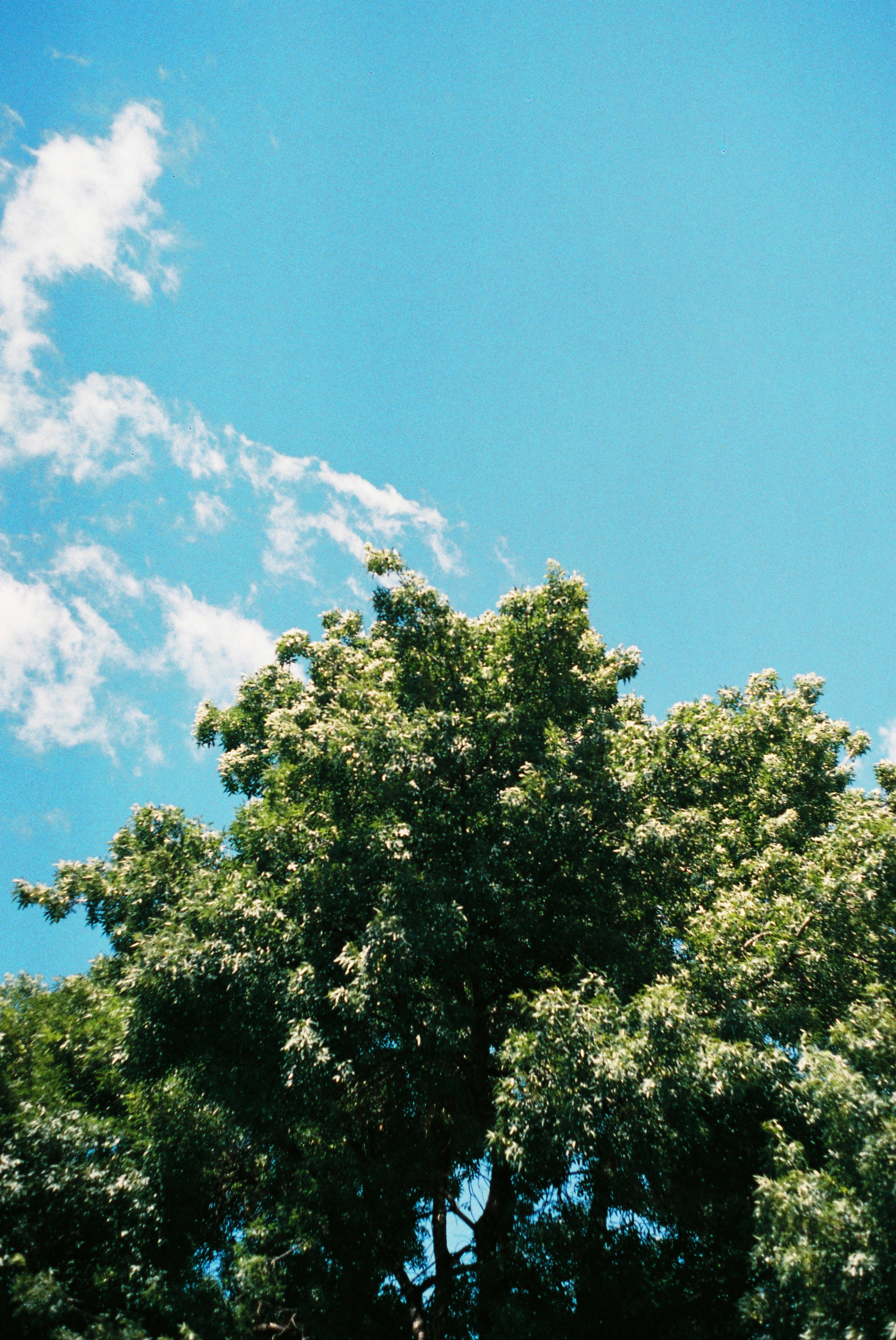 Lucky Color 200 35mm - NEW!