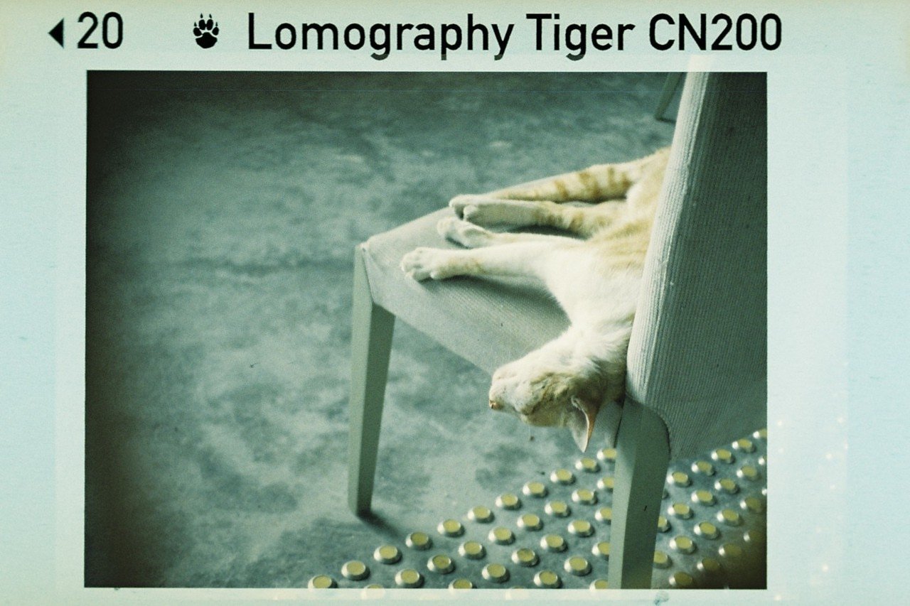 Tiger 200 110 Film - 3 PACK