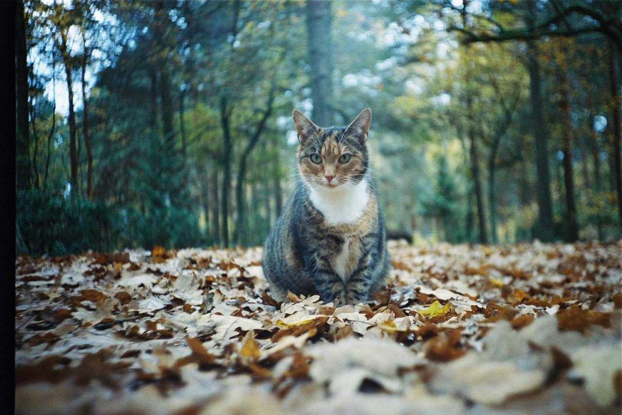 Portra 400 35mm